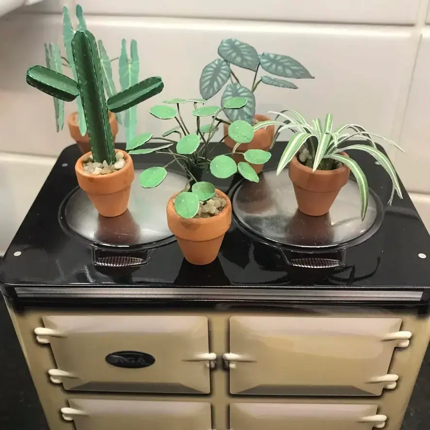 Pilea Peperomioides UGC 16