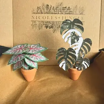 Monstera Albo UGC 21