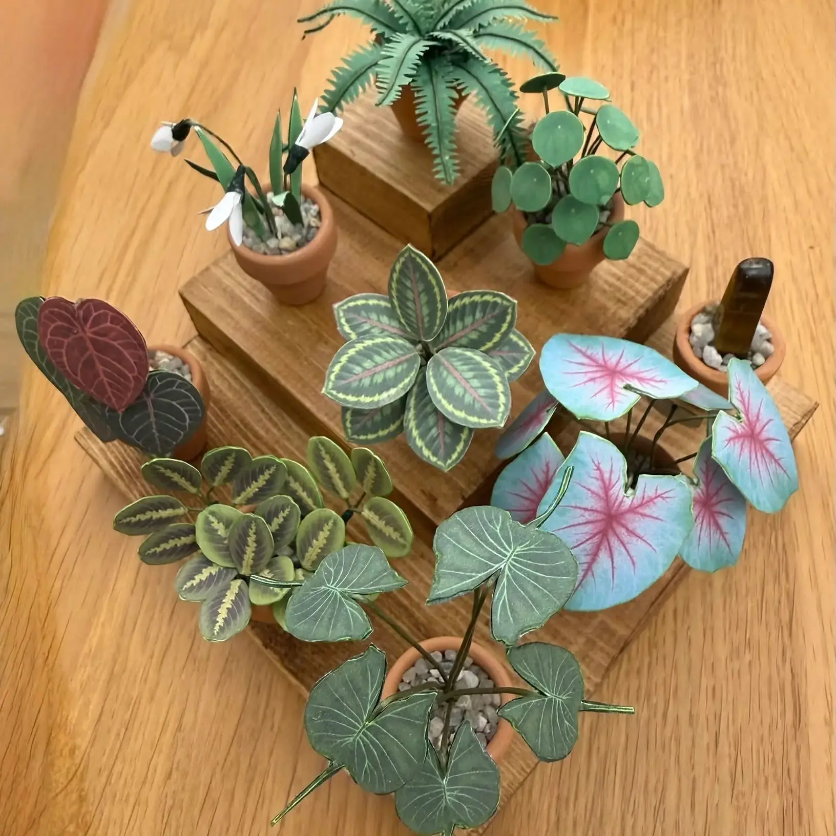 Caladium Mint Julep UGC 13