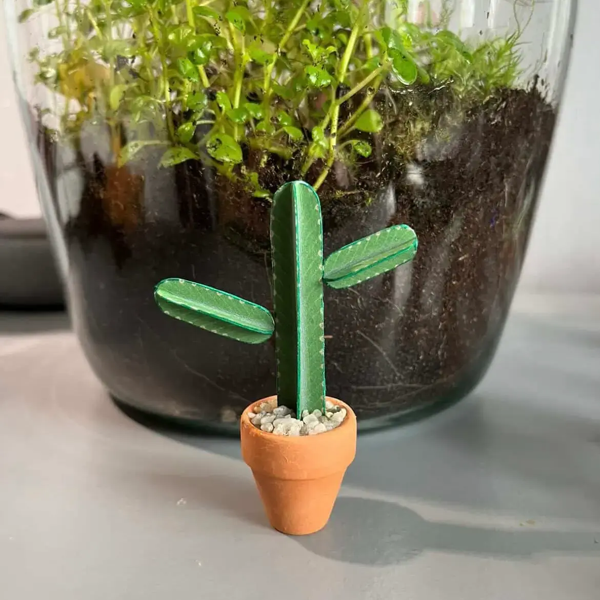 Euphorbia Ingens UGC 14