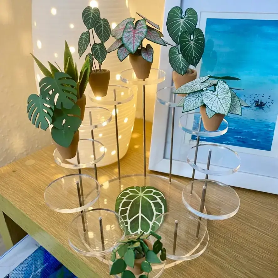 Monstera Deliciosa UGC 7