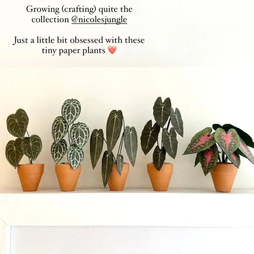 Anthurium Crystallinum UGC 8