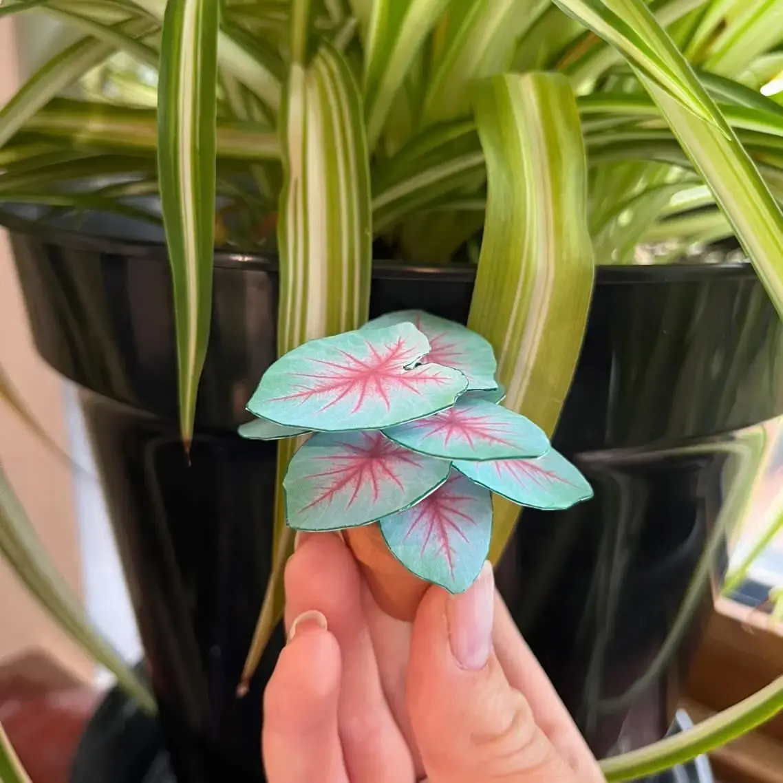 Caladium Mint Julep UGC 7
