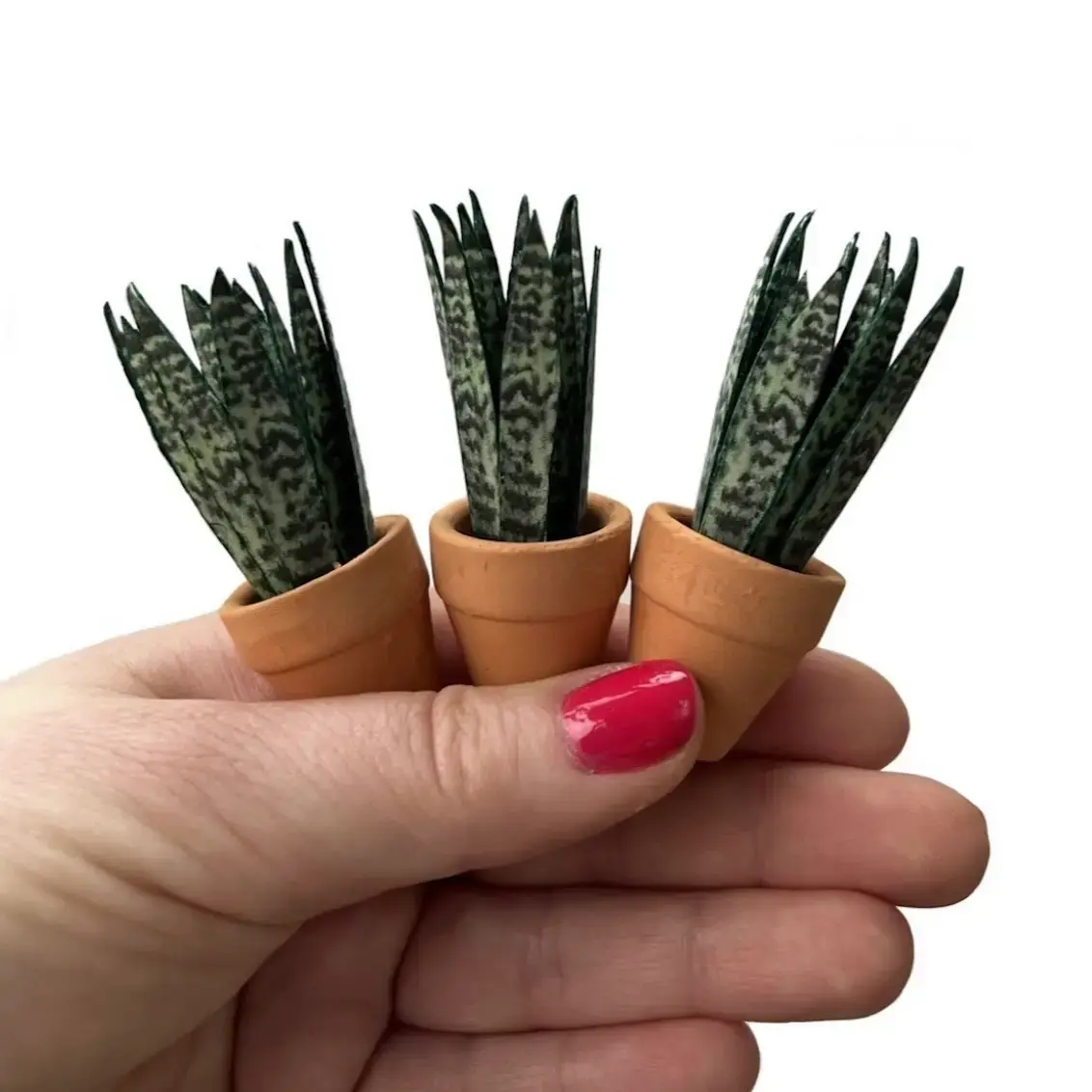 Sansevieria Snake Plant Hand