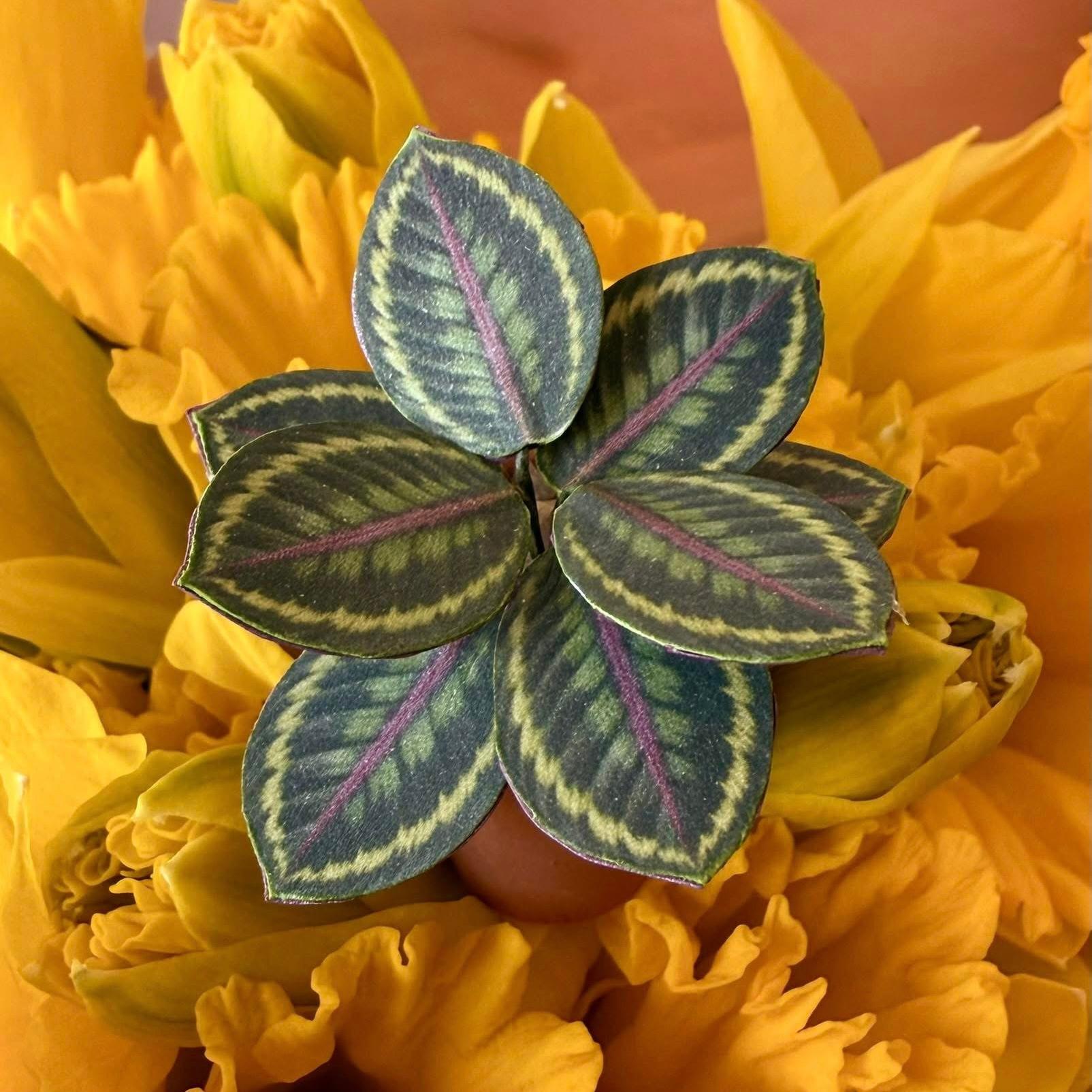 Calathea Medallion UGC 6