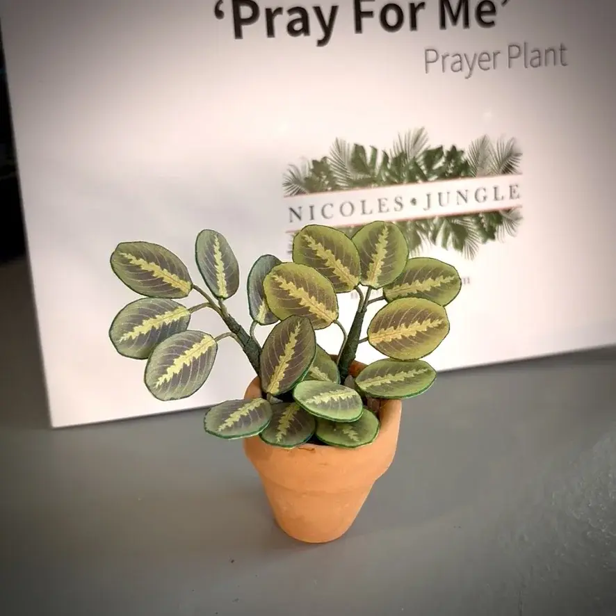 Prayer Plant UGC 3