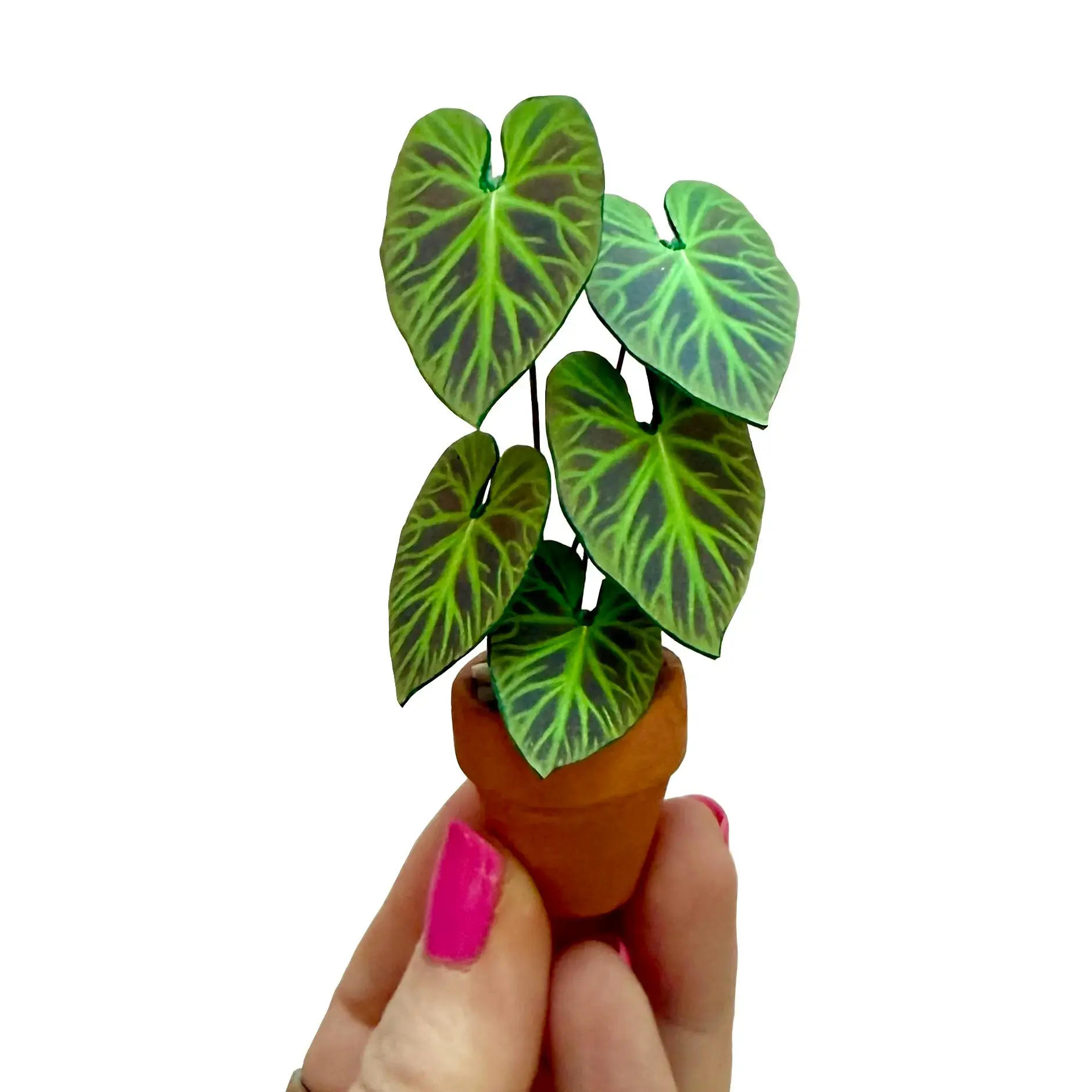 Philodendron Verrucosum Hand