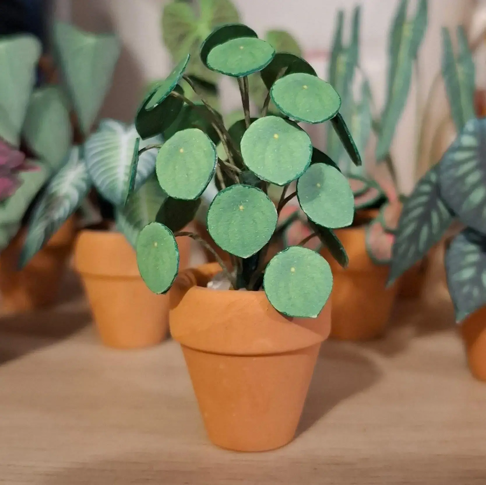 Pilea Peperomioides UGC 9