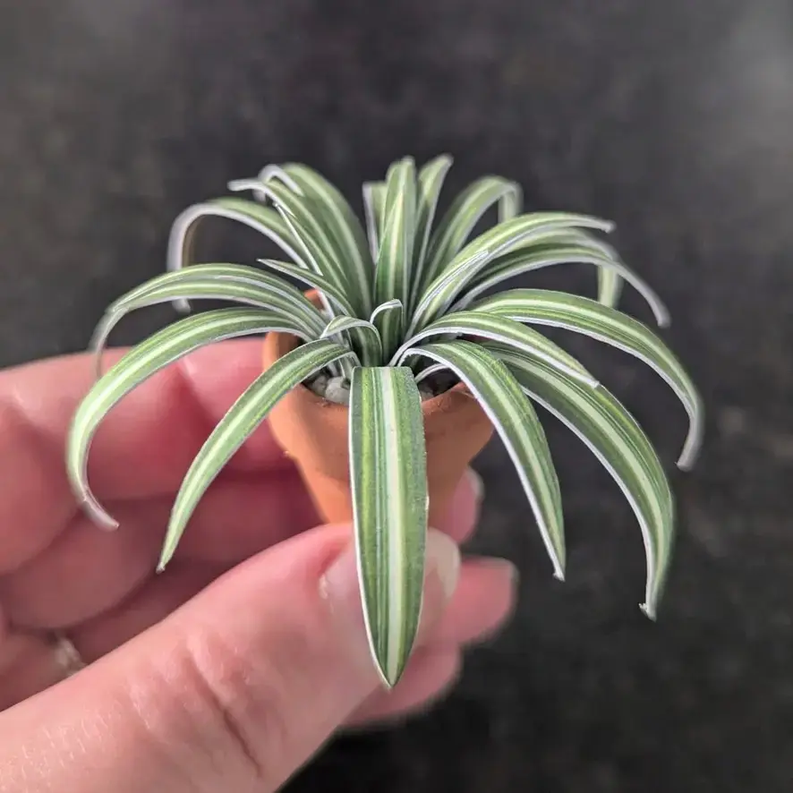 Spider Plant UGC 6