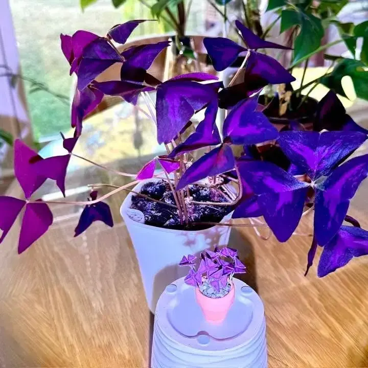 Oxalis Triangularis UGC 11