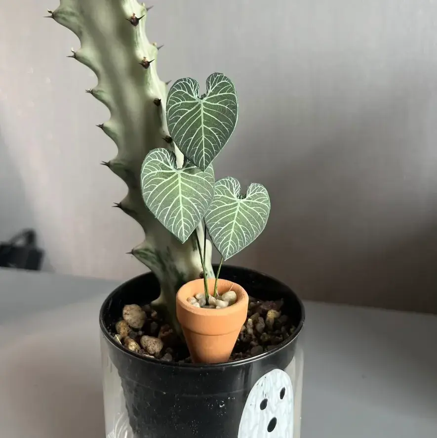 Anthurium Regale UGC 1