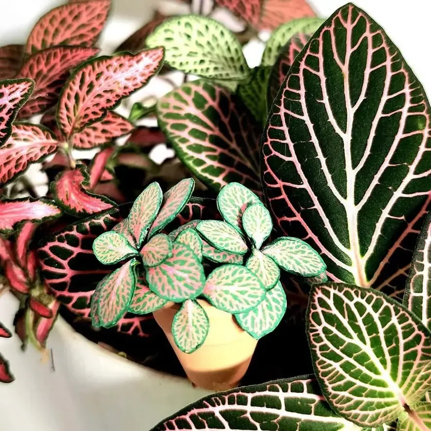 Fittonia UGC 1
