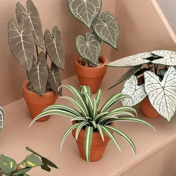 Spider Plant UGC 5