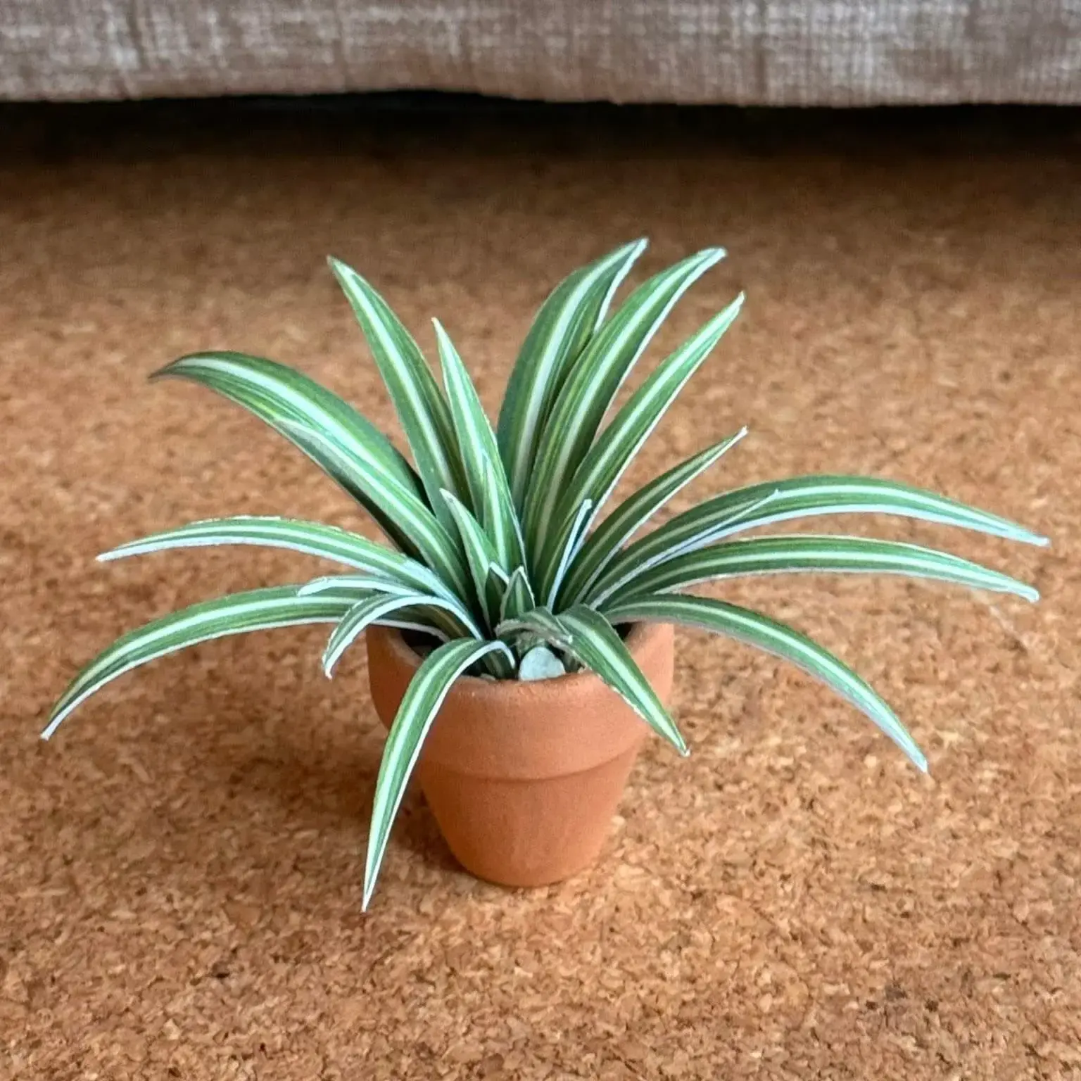 Spider Plant UGC 28