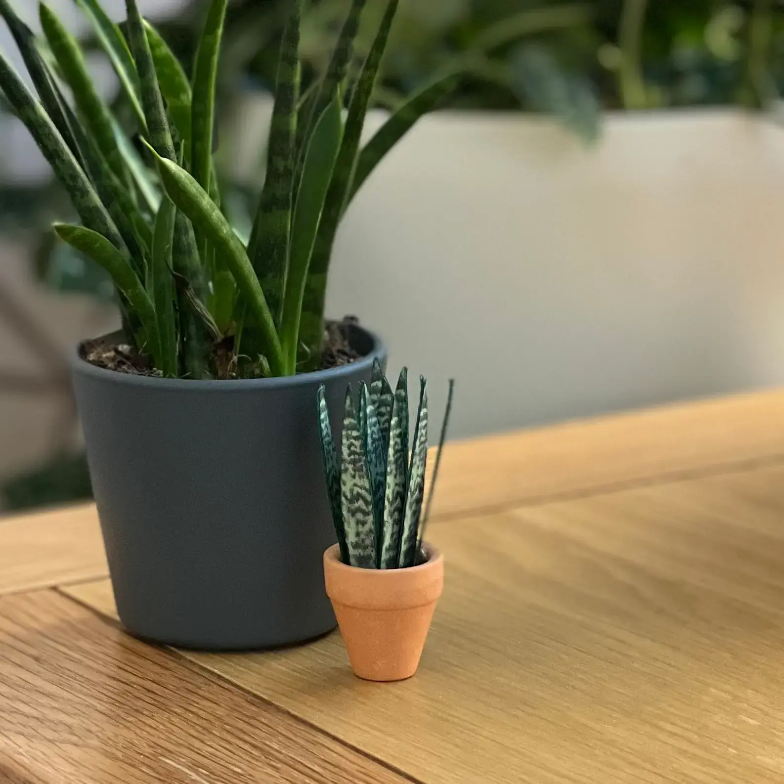 Sansevieria Snake Plant