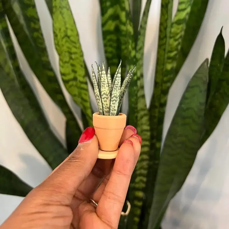 Sansevieria Snake Plant UGC 1