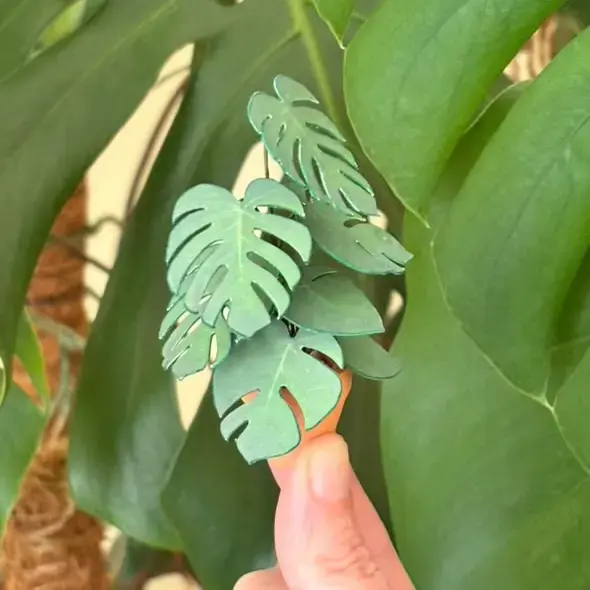 Monstera Deliciosa UGC 2