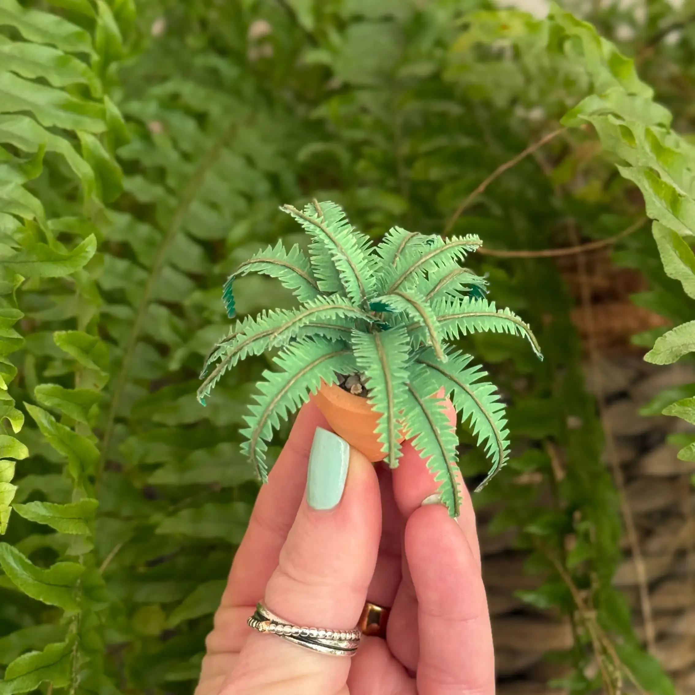Boston Fern
