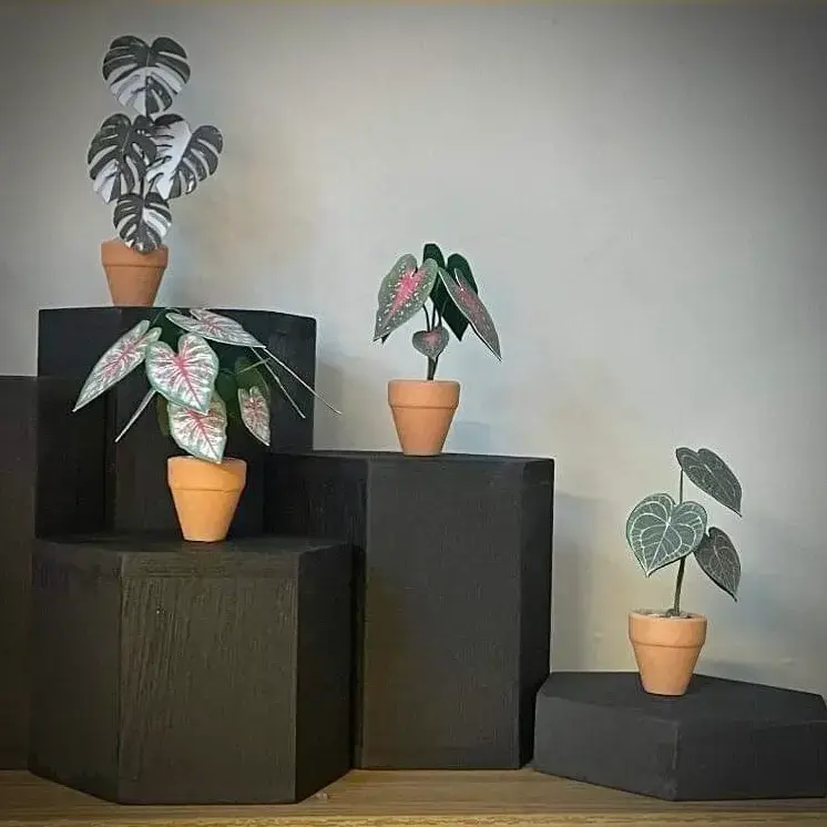 Caladium Rosebud UGC 18