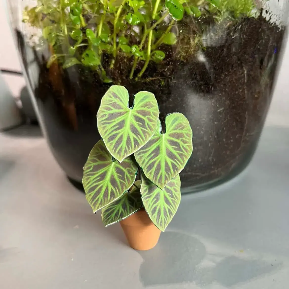Philodendron Verrucosum UGC 17