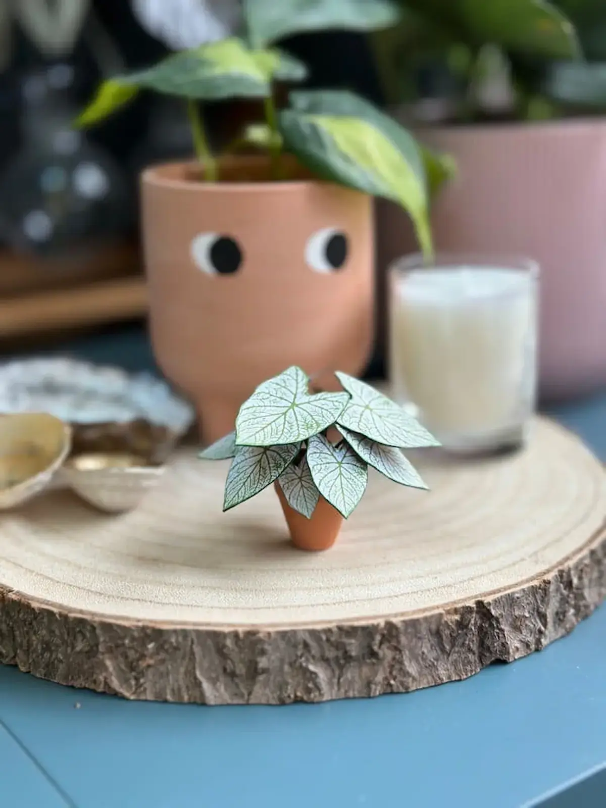 Mini paper Caladium with veined leaves on a wooden display slice