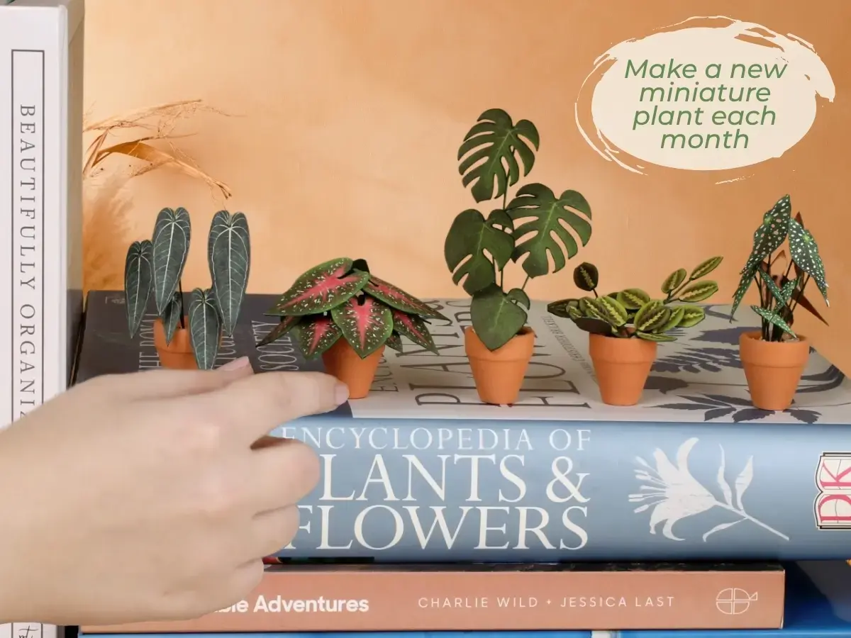 Open Paper Plant Club box with miniature paper plant kit contents