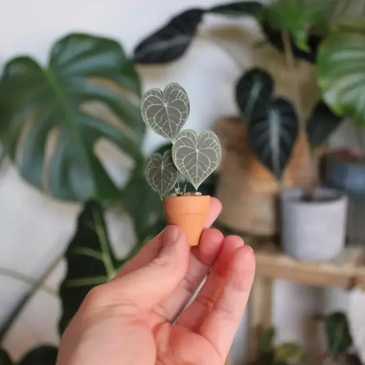 Miniature paper Anthurium clarinervium handmade by a community maker