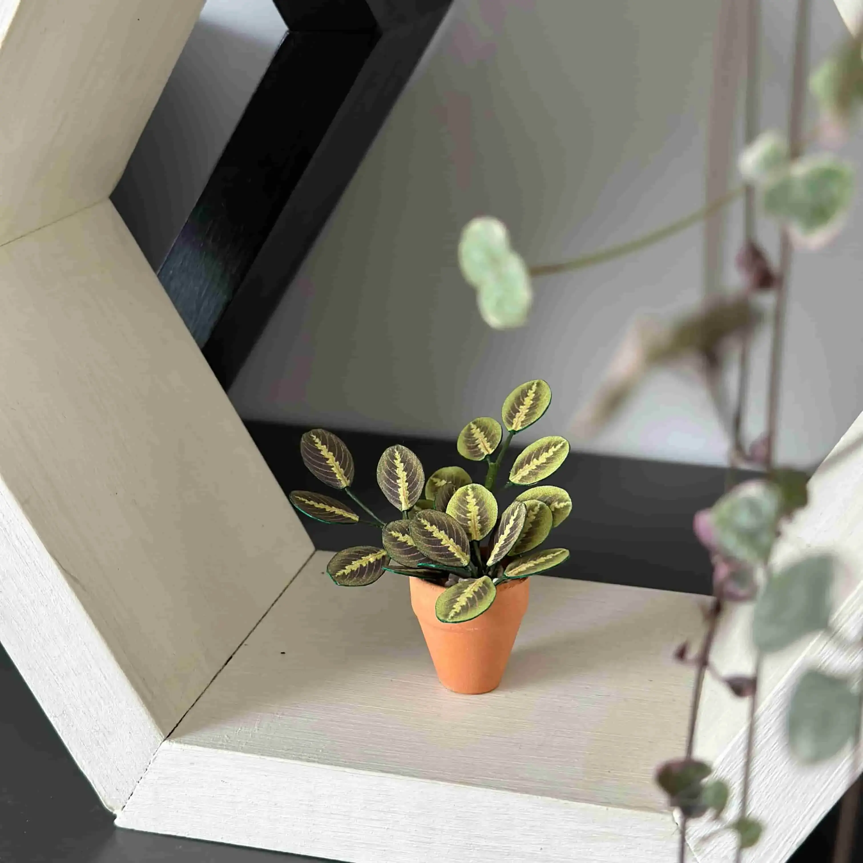 Miniature paper peperomia with variegated leaves in a tiny terracotta pot