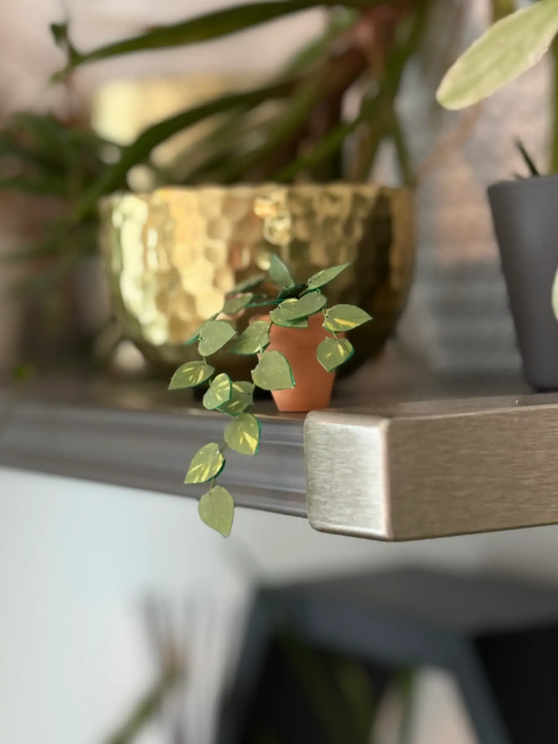 Miniature paper pothos trailing from a terracotta pot on a shelf