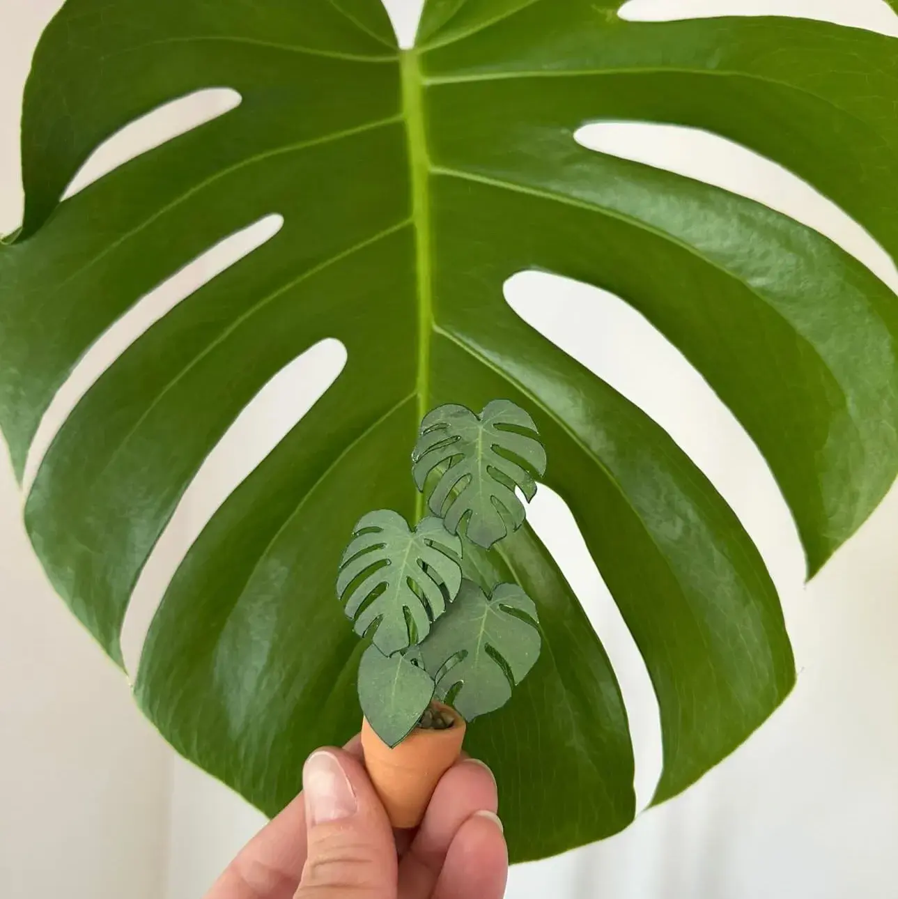 Monstera Deliciosa