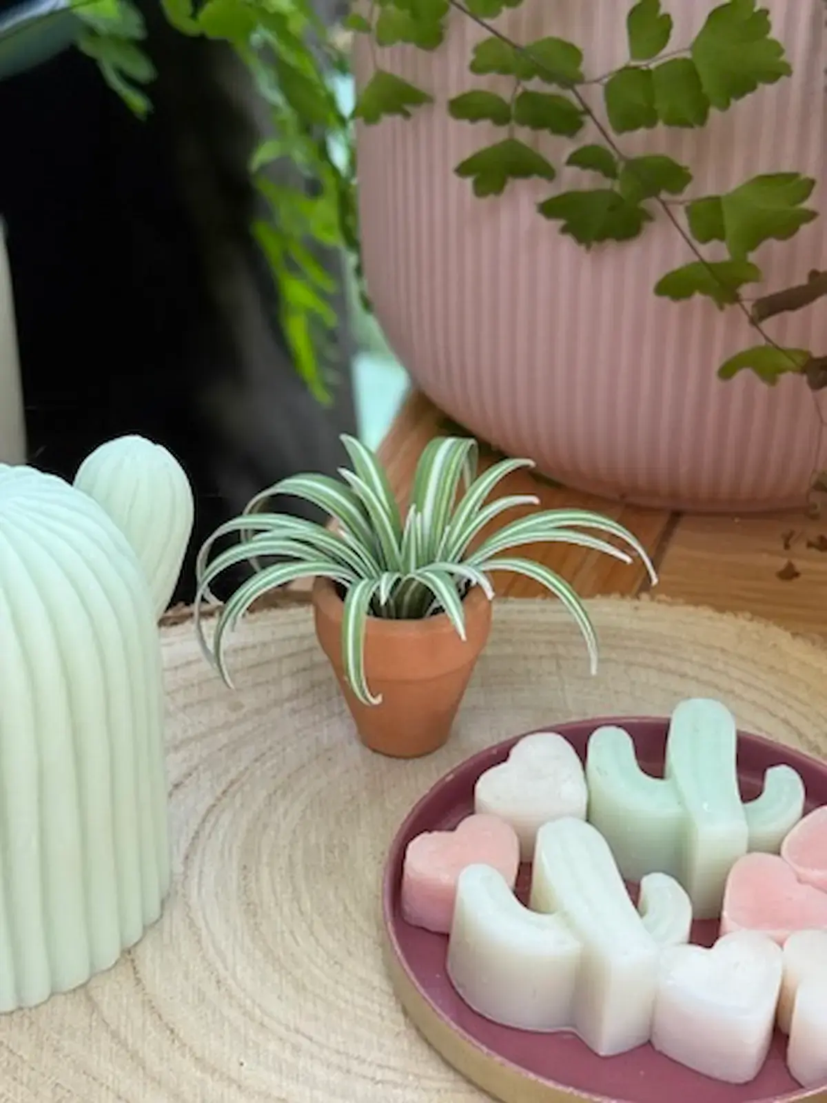 Miniature paper spider plant in a tiny terracotta pot on a shelf
