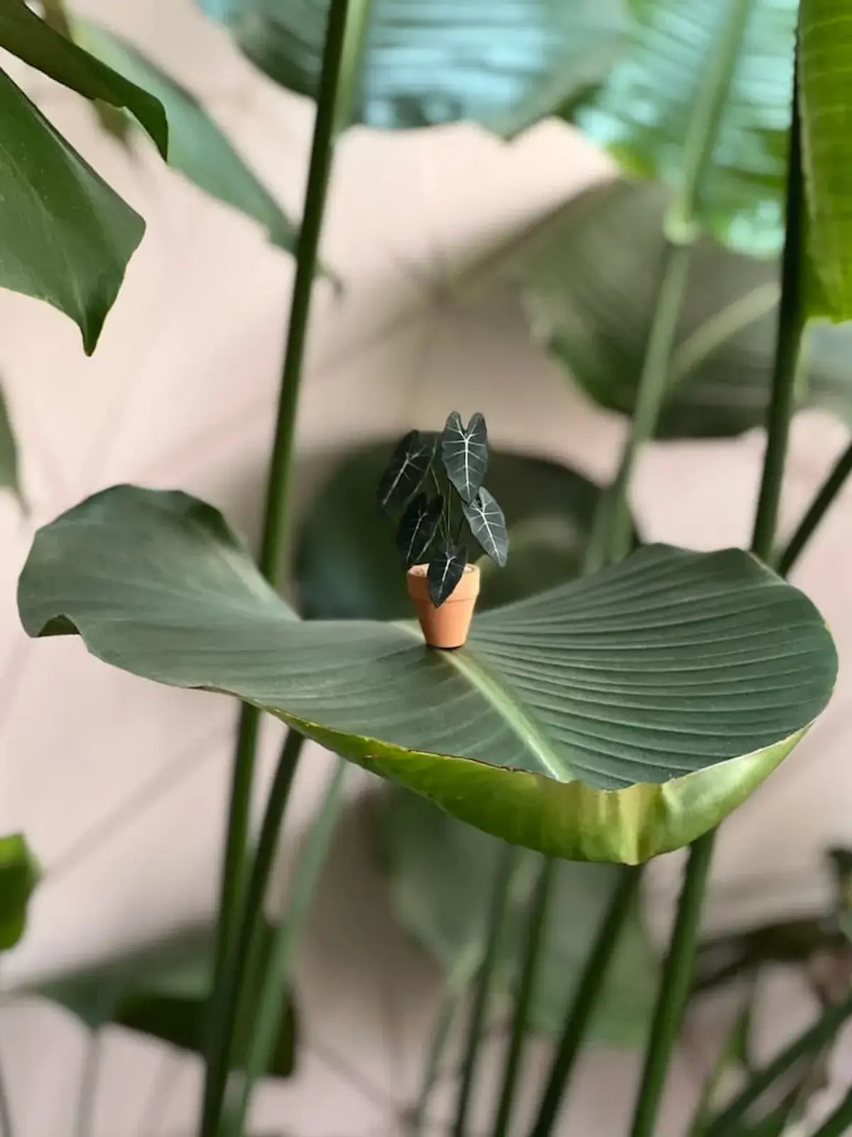 Miniature paper Alocasia perched on a real leaf among full-size plants