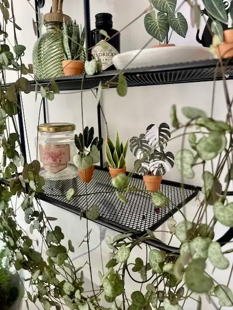 Nicole's Jungle paper plant collection photo 20