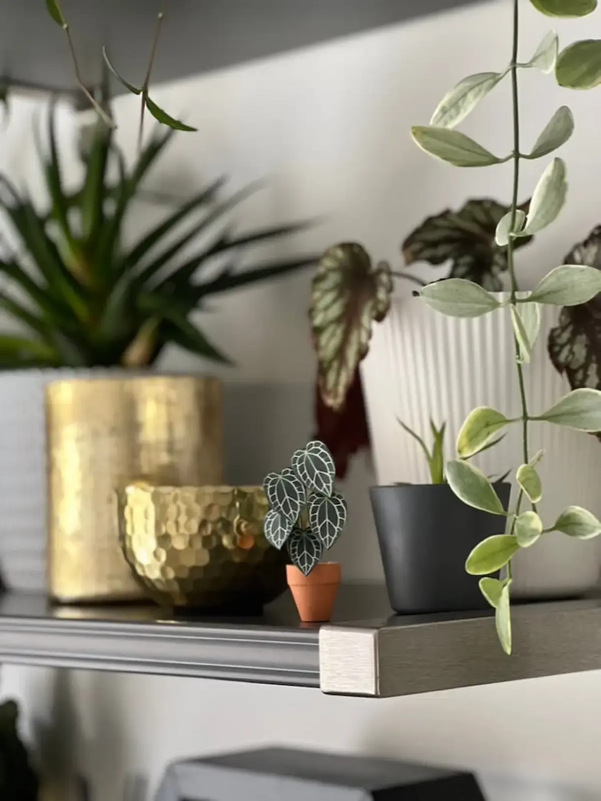 Mini paper Anthurium with white veining on a shelf among real plants