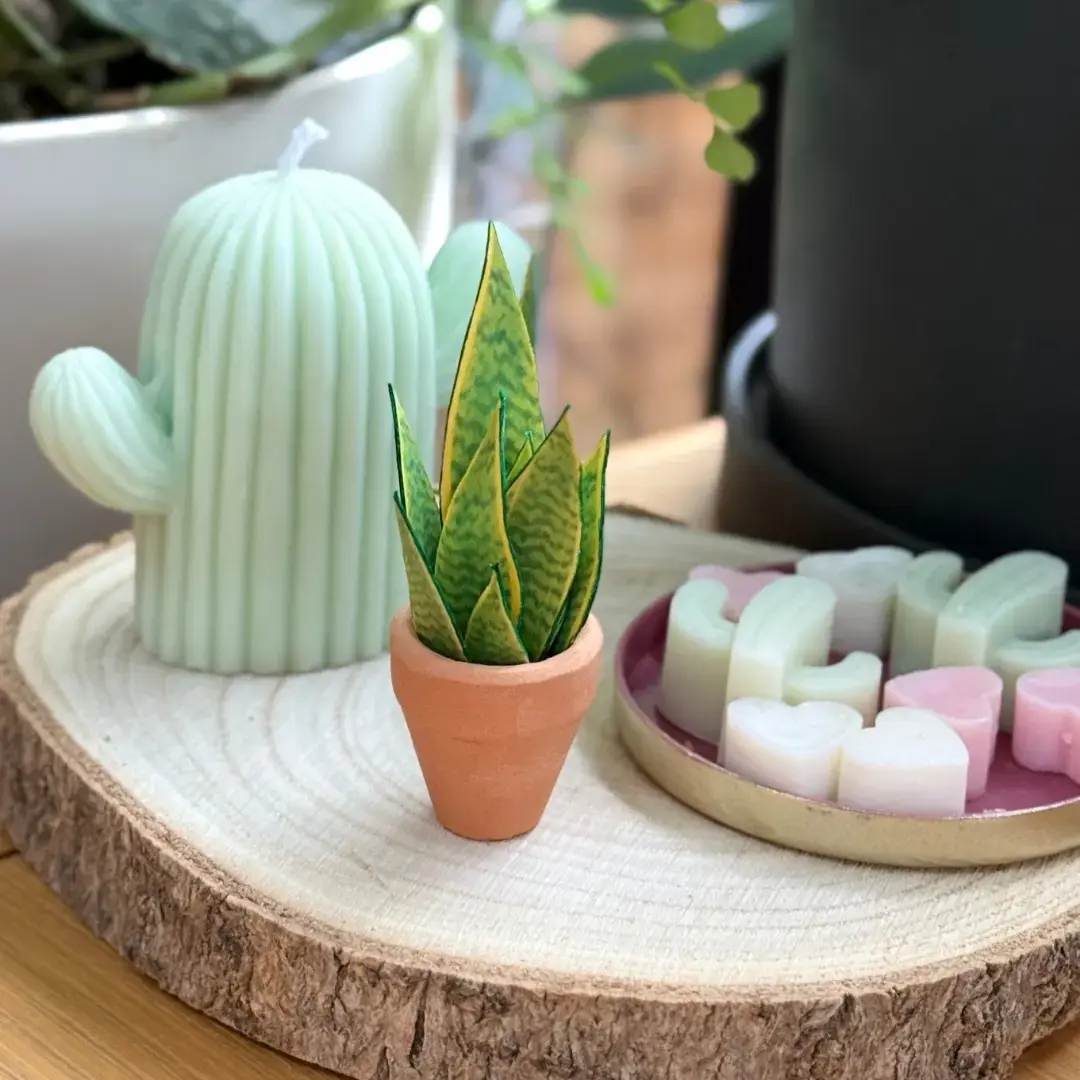 Miniature paper Snake plant in a tiny terracotta pot